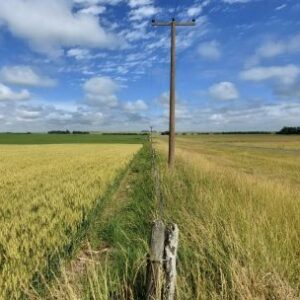 la-mayor-cosecha-de-trigo-registrada-en-argentina-genera-frenesi-logistico