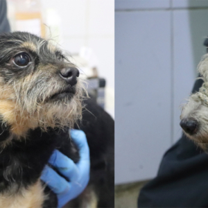 cerca-de-3.900-rescates-y-mas-de-500-atenciones-por-denuncias-de-maltrato-animal-en-2025:-el-drama-oculto-que-viven-los-animales-en-medellin