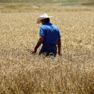 el-gobierno-oficializo-la-baja-de-retenciones:-como-quedaron-las-alicuotas-para-la-soja,-el-maiz-y-el-trigo