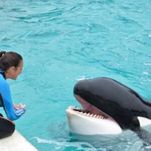 adios-a-kshamenk,-la-orca-rescatada-que-dejo-un-enorme-legado-de-amor-y-conservacion