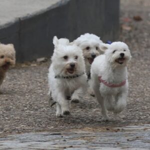 mar-del-plata:-mato-a-diez-perros-y-murio-tras-consumir-el-mismo-veneno-que-le-habia-dado-a-los-animales