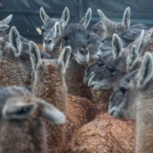 despues-de-mas-de-un-siglo,-el-guanaco-vuelve-a-correr-libre-en-el-impenetrable