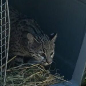 liberan-decenas-de-aves-y-de-mamiferos-recuperados-del-comercio-ilegal-de-fauna-en-cordoba