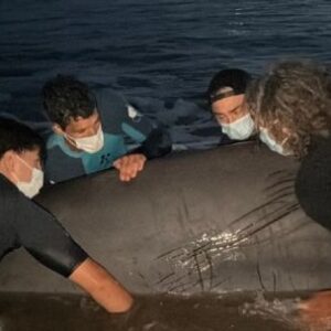 asi-fue-el-intenso-operativo-para-salvar-a-un-extrano-cetaceo-varado-en-san-clemente