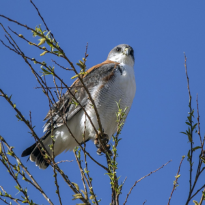 birding-in-argentina:-the-valdes-peninsula