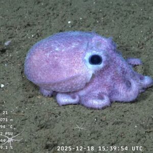 conicet-institute-behind-viral-deep-sea-streaming-takes-another-dive,-this-time-off-the-coast-of-patagonia