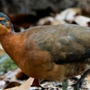 descubren-en-la-amazonia-una-nueva-especie-de-ave-que-habia-pasado-inadvertida-para-la-ciencia