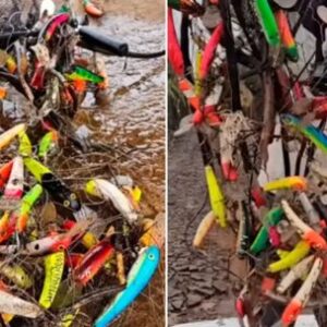 pesca-con-sorpresa:-recuperan-un-arbol-repleto-de-senuelos-perdidos
