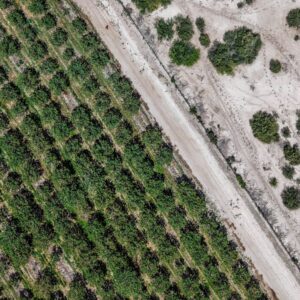 the-pistachio-boom-in-argentina-clashes-with-the-water-crisis