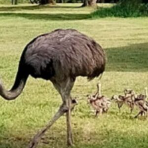mira-las-crias-de-nandu-que-nacieron-en-una-reserva-natural-de-entre-rios