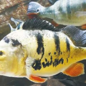 un-depredador-fuera-de-lugar:-el-impacto-de-un-pez-que-esta-acabando-con-las-especies-nativas