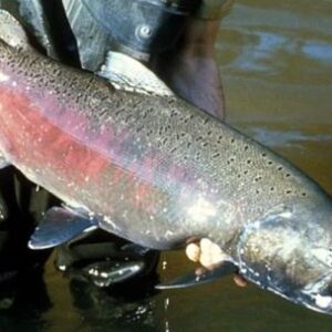 en-el-sur,-la-primera-pesca-del-ano-se-vive-en-carrenleufu