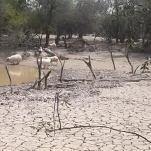 declaran-la-emergencia-y-desastre-agropecuario-en-neuquen-por-la-sequia