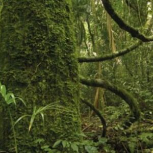 buscan-proteger-a-la-fauna-y-flora-de-la-selva-paranaense