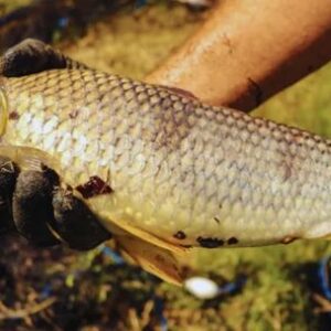 la-boga,-una-especie-estrategica-para-la-acuicultura-y-la-pesca-deportiva-argentina