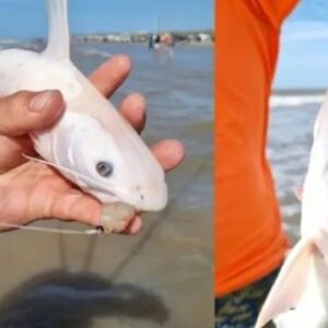 el-bagre-fantasma-de-la-patagonia:-un-hallazgo-unico-que-sorprendio-a-pescadores-y-cientificos