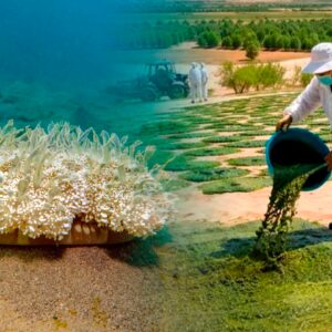china-apuesta-por-algas-para-transformar-suelos-aridos-del-desierto-en-tierras-fertiles-aptas-para-producir-alimentos
