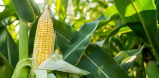 Proyectan una cosecha récord de maíz: alcanzaría las 62 millones de toneladas, 24% por encima de 2024 proyectan-una-cosecha-record-de-maiz:-alcanzaria-las-62-millones-de-toneladas,-24%-por-encima-de-2024