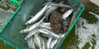 Repoblar hoy para pescar mañana: siembran miles de pejerreyes en lagunas clave del Salado repoblar-hoy-para-pescar-manana:-siembran-miles-de-pejerreyes-en-lagunas-clave-del-salado