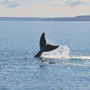 patagonias-whale-watchers-fear-impact-of-argentinas-gas-export-plans