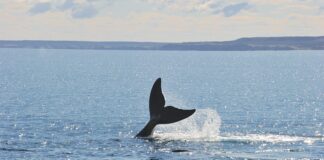Patagonias whale watchers fear impact of Argentinas gas export plans patagonias-whale-watchers-fear-impact-of-argentinas-gas-export-plans