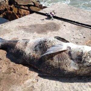 la-corvina-de-su-vida:-un-marplatense-saco-un-ejemplar-enorme-y-se-lo-dedico-a-su-padre
