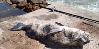 La corvina de su vida: un marplatense sacó un ejemplar enorme y se lo dedicó a su padre la-corvina-de-su-vida:-un-marplatense-saco-un-ejemplar-enorme-y-se-lo-dedico-a-su-padre