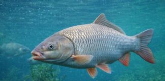 Secuestros, decomisos e infracciones: el mapa de la pesca furtiva en la Argentina secuestros,-decomisos-e-infracciones:-el-mapa-de-la-pesca-furtiva-en-la-argentina