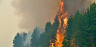 Patagonia governors ask Milei to declare emergency as wildfires continue to rage patagonia-governors-ask-milei-to-declare-emergency-as-wildfires-continue-to-rage