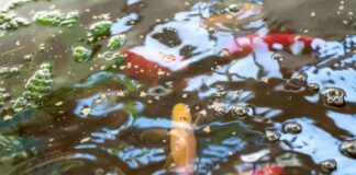 De especie invasora a recurso productivo: carpas y hortalizas se integran en un sistema innovador de-especie-invasora-a-recurso-productivo:-carpas-y-hortalizas-se-integran-en-un-sistema-innovador