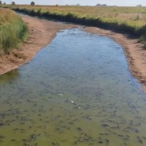 dantesca-mortandad-de-peces-en-el-rio-v:-alarma-entre-america-y-fortin-olavarria