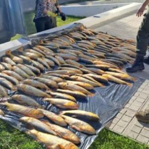 pesca-ilegal:-casi-25.000-peces-decomisados-en-947-operativos-en-santa-fe