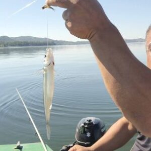 pesca-fina-y-efectiva-en-los-molinos:-cuando-el-pique-aparece,-no-perdona