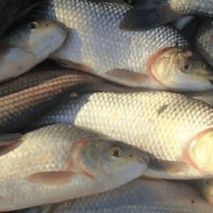 mas-sabalo,-mismas-vedas:-entre-rios-actualizo-las-reglas-de-pesca-en-el-parana