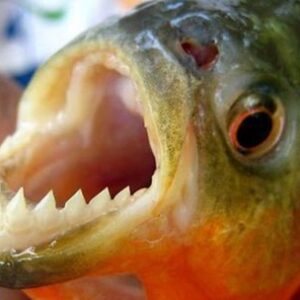 palometas:-por-que-aumentan-los-ataques-en-verano-y-que-recomiendan-los-especialistas