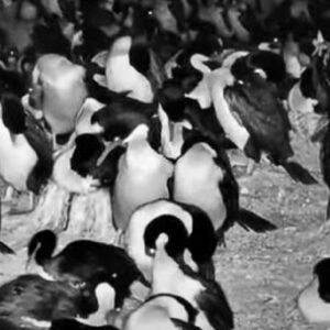 como-ver-el-streaming-del-conicet-que-muestra-a-los-pinguinos-de-la-patagonia-como-nunca-antes?