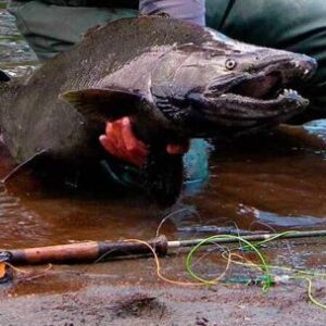 del-sur-al-norte:-la-expansion-del-salmon-chinook-amenaza-reconfigurar-la-pesca-patagonica