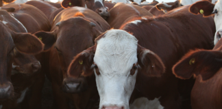 Acuerdo comercial con EEUU: el Gobierno confirmó que el cupo de carne se ampliará a 100.000 toneladas acuerdo-comercial-con-eeuu:-el-gobierno-confirmo-que-el-cupo-de-carne-se-ampliara-a-100.000-toneladas