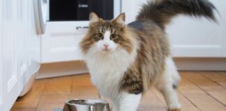 Cómo cuidar del calor a los gatos cuando se quedan solos en las vacaciones como-cuidar-del-calor-a-los-gatos-cuando-se-quedan-solos-en-las-vacaciones