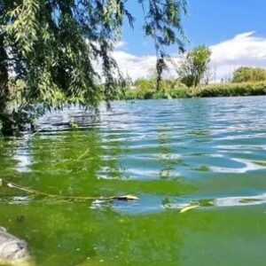 mortandad-de-peces-en-senillosa:-el-denunciante-era-el-responsable-del-vertido-cloacal-en-la-laguna