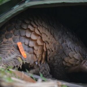 liberan-a-17-animales-rescatados-del-trafico-ilegal-en-dos-parques-nacionales-de-vietnam