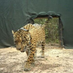 abren-investigacion-por-dos-taxis-jaguar-desaparecidos-en-misiones
