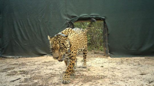 abren-investigacion-por-dos-taxis-jaguar-desaparecidos-en-misiones