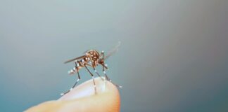 Por qué los mosquitos pican más a algunas personas y cuál es el mejor repelente en verano por-que-los-mosquitos-pican-mas-a-algunas-personas-y-cual-es-el-mejor-repelente-en-verano