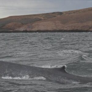 ballena-azul-avistada-por-primera-vez-frente-a-la-costa-de-la-provincia-argentina-de-chubut