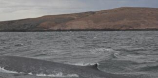 Ballena azul avistada por primera vez frente a la costa de la provincia argentina de Chubut ballena-azul-avistada-por-primera-vez-frente-a-la-costa-de-la-provincia-argentina-de-chubut