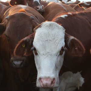 enero-en-rojo-para-la-carne-vacuna:-la-faena-cayo-casi-12%-y-la-produccion-retrocedio-10%