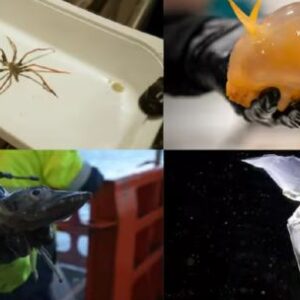 encuentran-criaturas-marinas-ineditas-en-la-profundidad-de-la-antartida