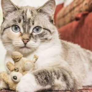 5-maneras-de-celebrar-el-dia-internacional-del-gato