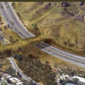 asi-sera-el-puente-exclusivo-para-animales-que-construyen-en-california